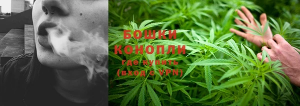 прущие грибы Иннополис